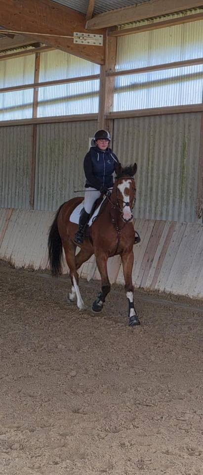 Gelding Selle Fran&ccedil;ais For sale 2022 Bay