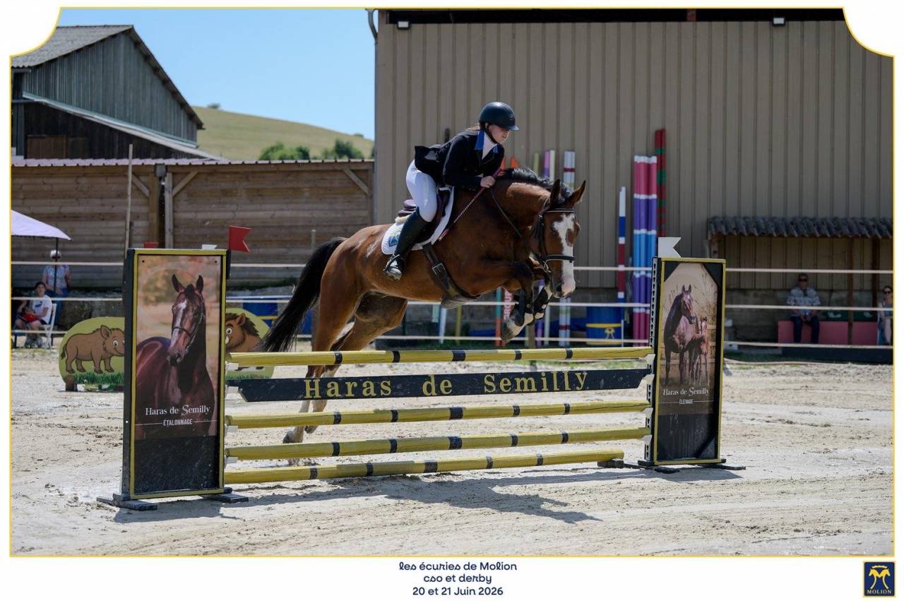 Gelding Selle Fran&ccedil;ais For sale 2022 Bay