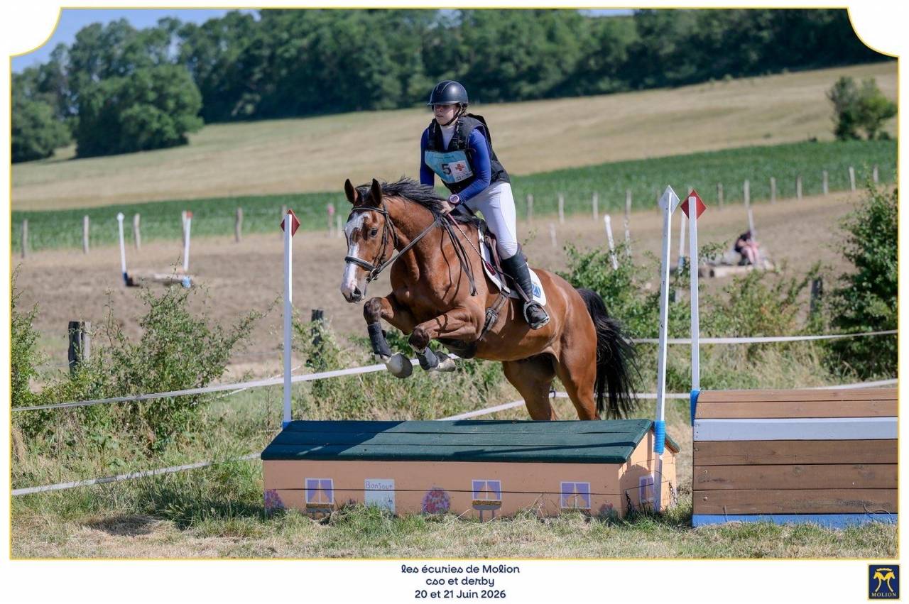 Gelding Selle Fran&ccedil;ais For sale 2022 Bay