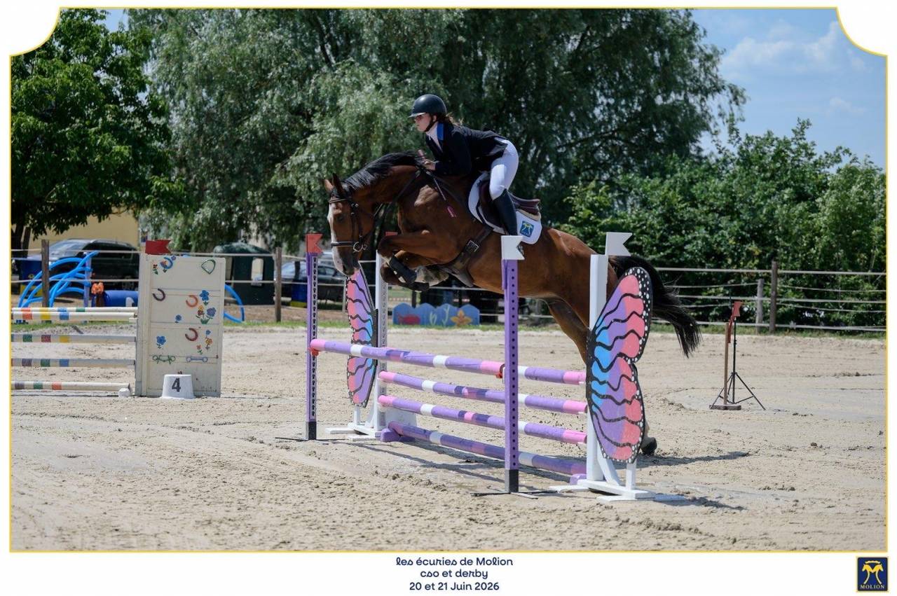 Gelding Selle Fran&ccedil;ais For sale 2022 Bay