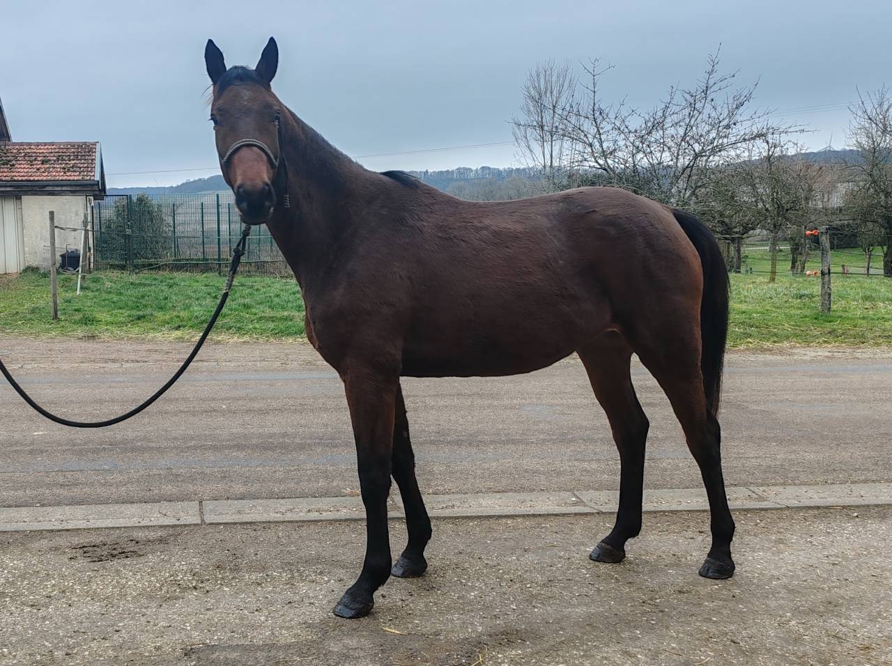 Mare Selle Fran&ccedil;ais For sale 2022 Bay