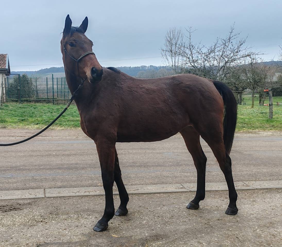 Mare Selle Fran&ccedil;ais For sale 2022 Bay