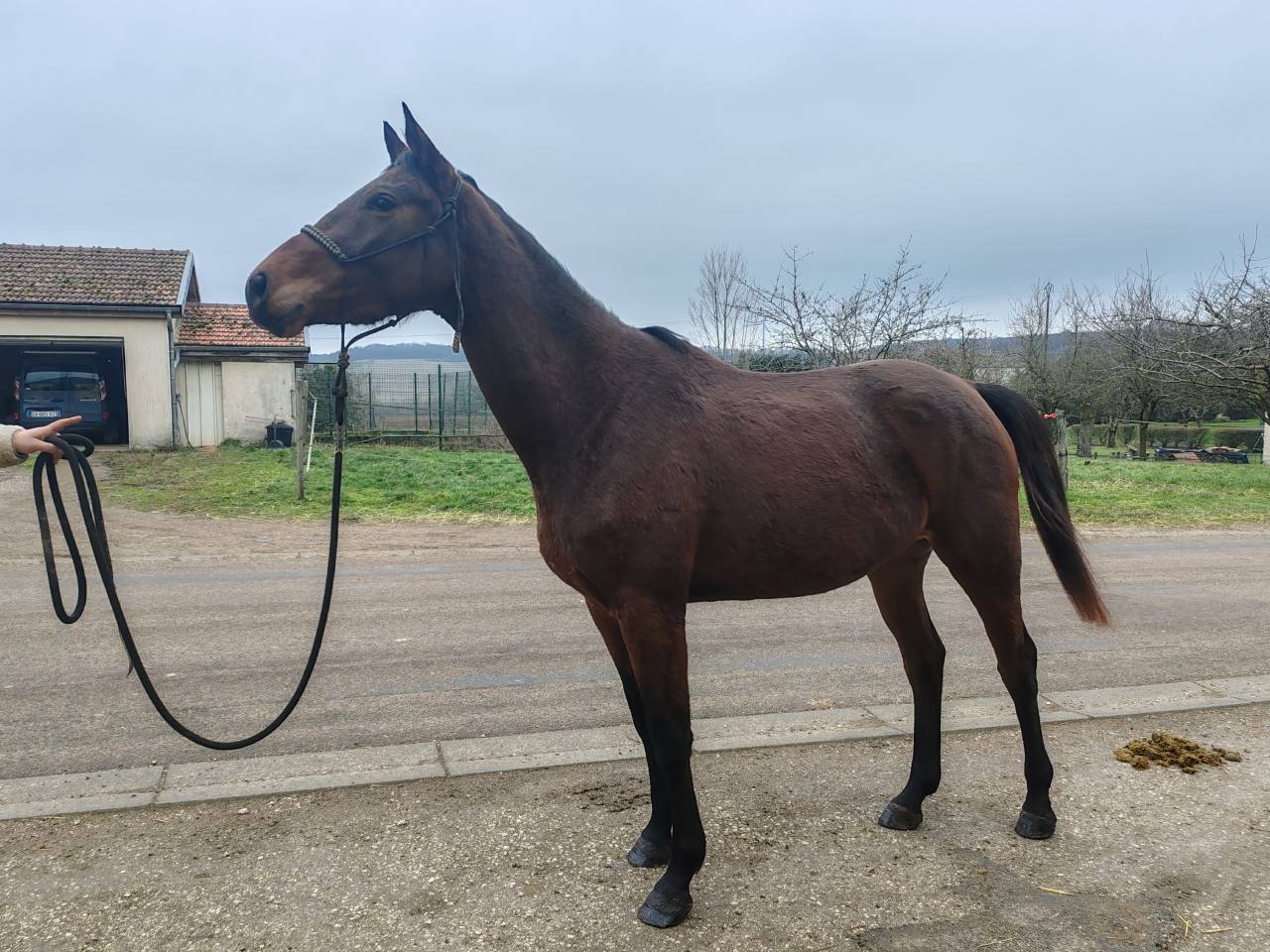 Mare Selle Fran&ccedil;ais For sale 2022 Bay