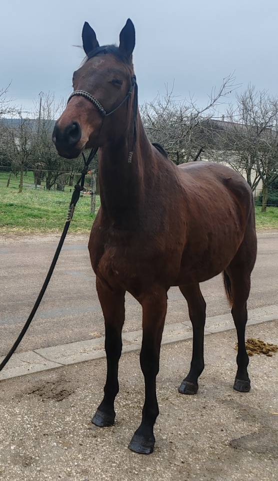 Mare Selle Fran&ccedil;ais For sale 2022 Bay