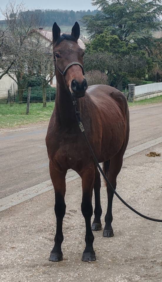 Mare Selle Fran&ccedil;ais For sale 2022 Bay