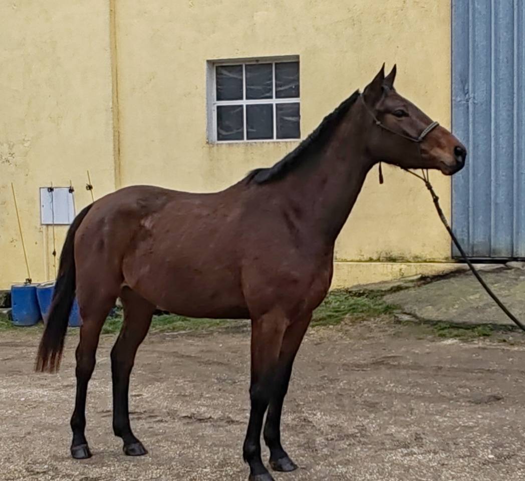 Mare Selle Fran&ccedil;ais For sale 2022 Bay