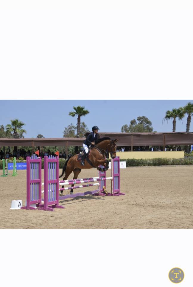 Gelding Selle Fran&ccedil;ais For sale 2016 Bay