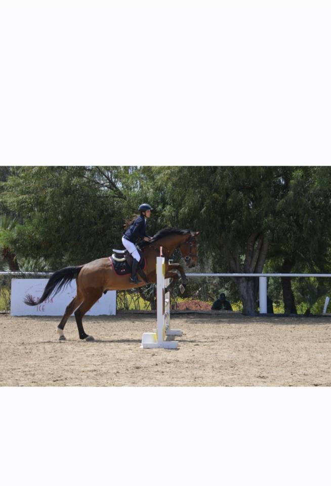 Gelding Selle Fran&ccedil;ais For sale 2016 Bay