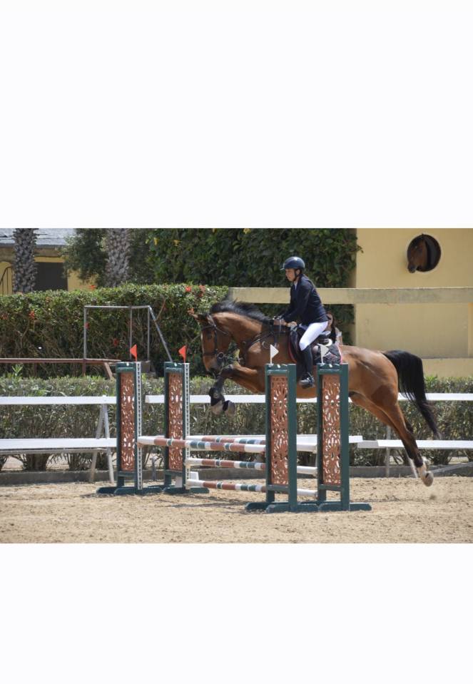 Gelding Selle Fran&ccedil;ais For sale 2016 Bay