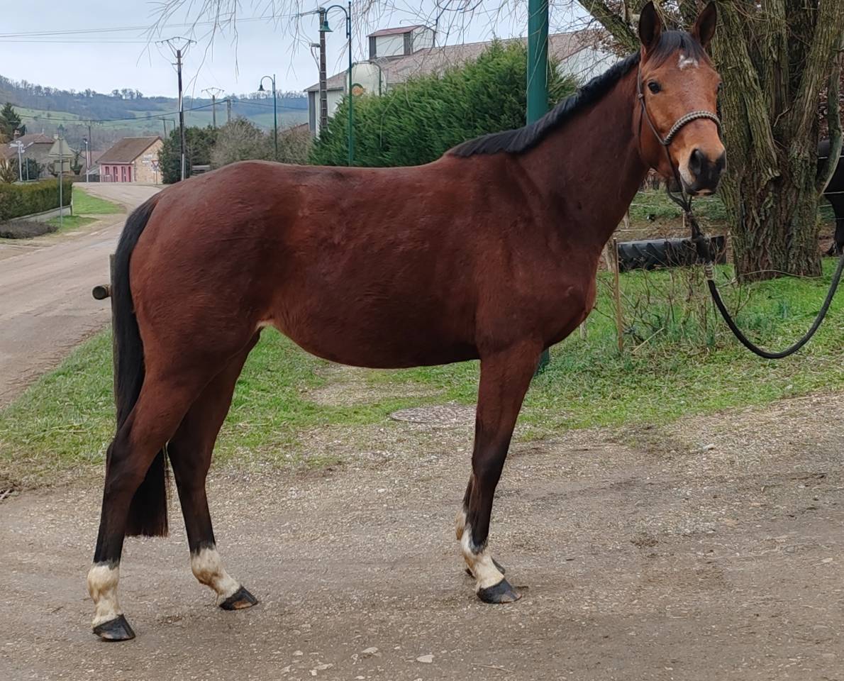 Mare Selle Fran&ccedil;ais For sale 2022 Bay