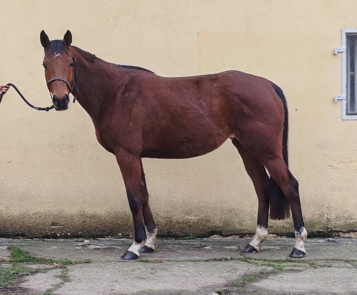 Mare Selle Fran&ccedil;ais For sale 2022 Bay