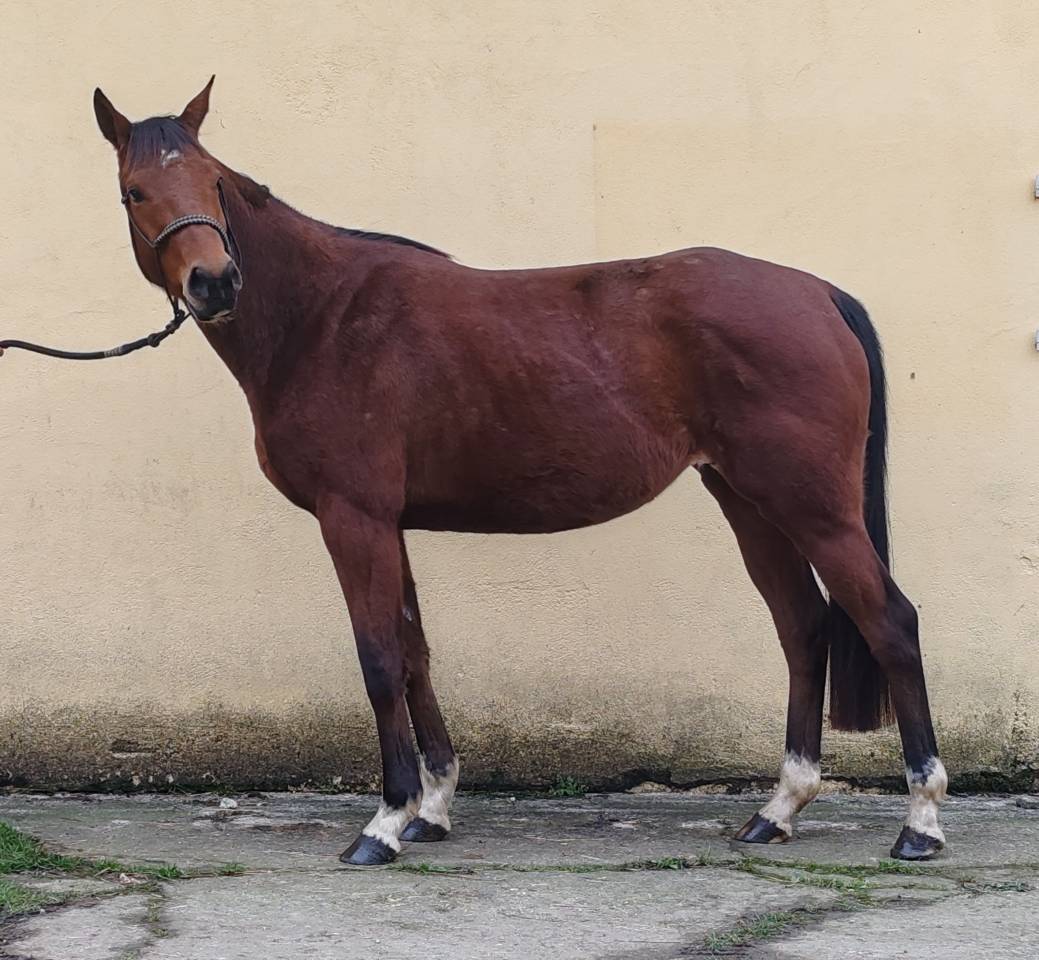 Mare Selle Fran&ccedil;ais For sale 2022 Bay