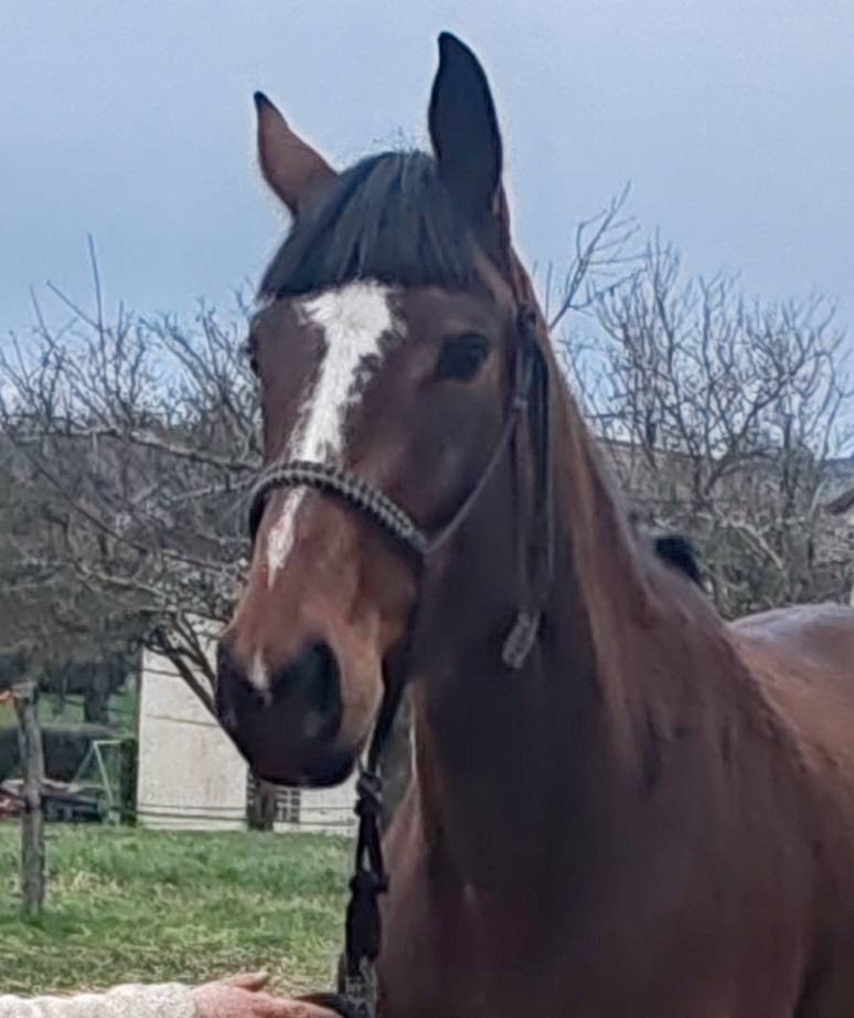 Mare Selle Fran&ccedil;ais For sale 2022 Bay