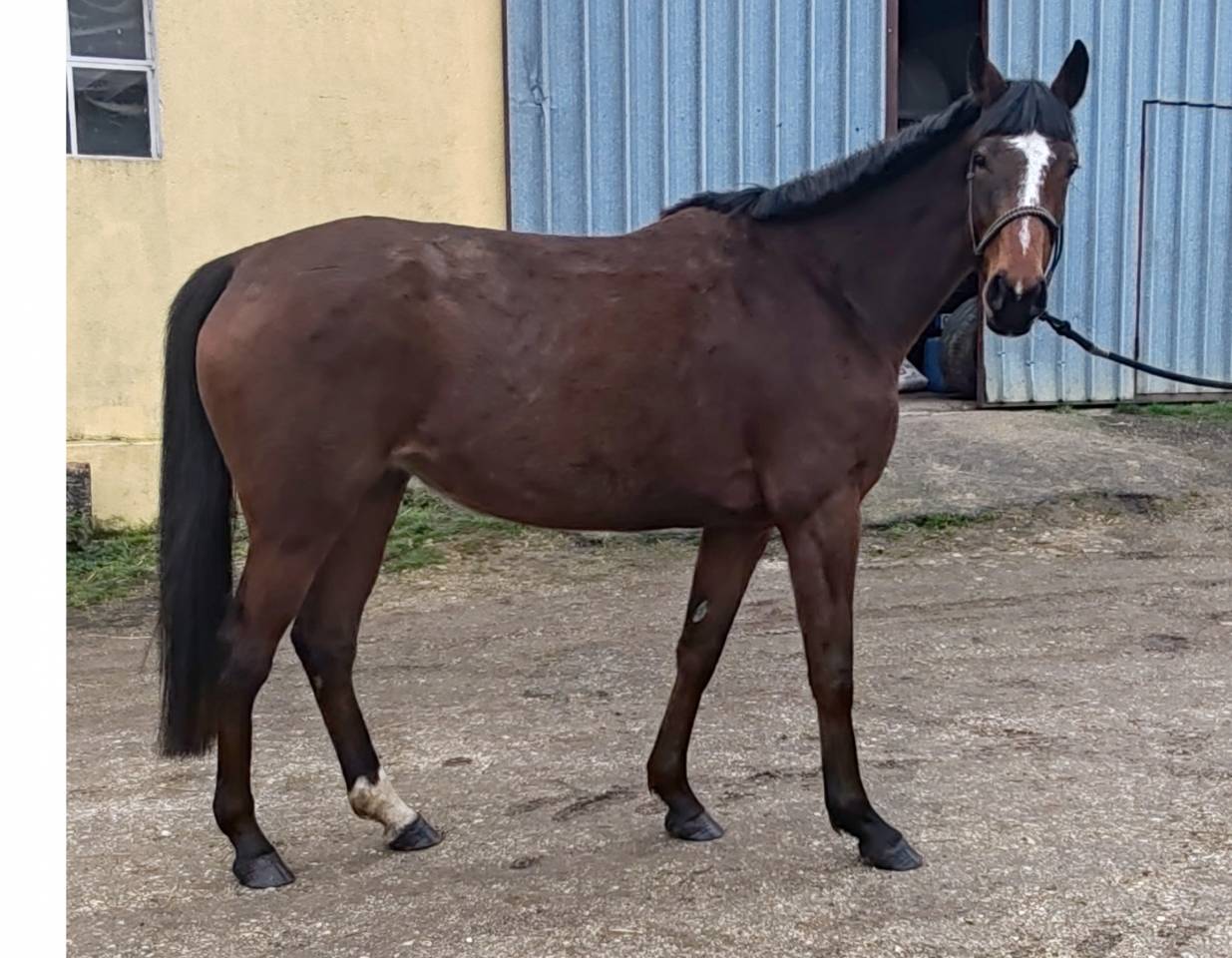 Mare Selle Fran&ccedil;ais For sale 2022 Bay