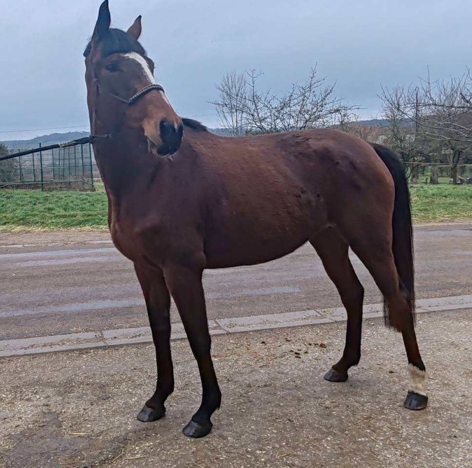 Mare Selle Fran&ccedil;ais For sale 2022 Bay