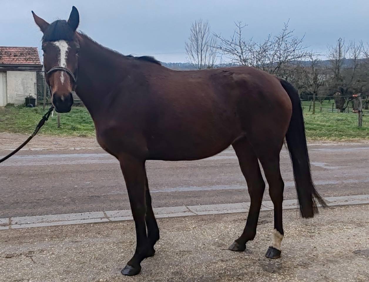 Mare Selle Fran&ccedil;ais For sale 2022 Bay