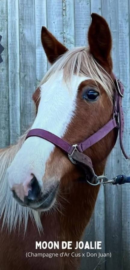 Mare French Saddle Pony For sale 2022 Liver chestnut