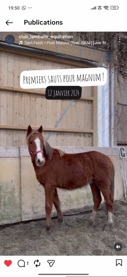 Gelding Welsh Part Bred For sale 2022 Chesnut