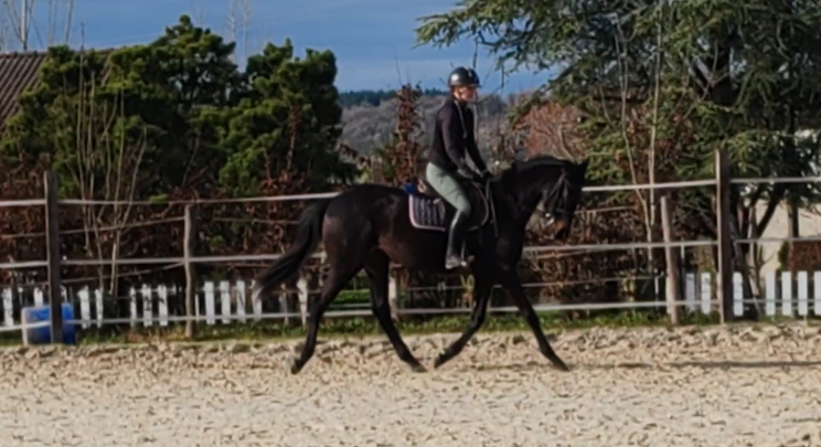 Mare Thoroughbred For sale 2022 Black