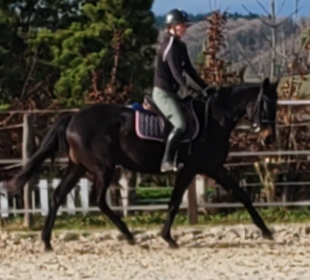 Mare Thoroughbred For sale 2022 Black