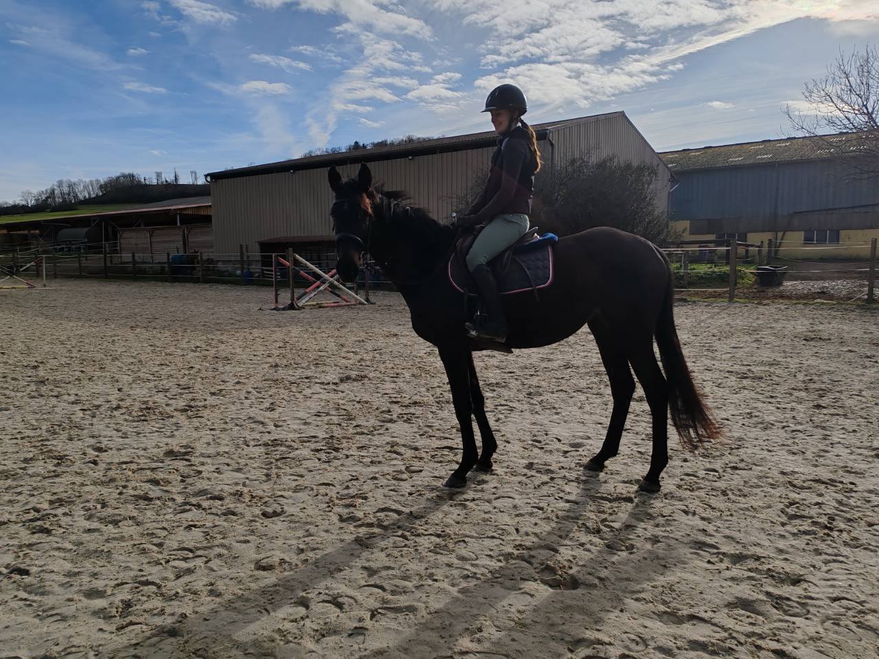 Mare Thoroughbred For sale 2022 Black