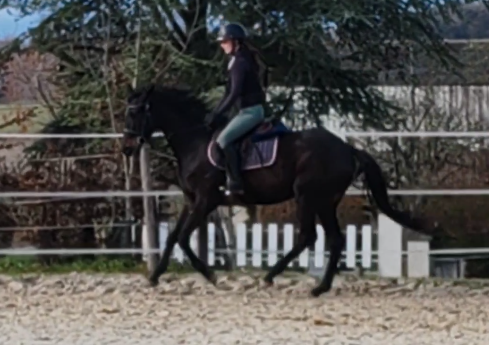 Mare Thoroughbred For sale 2022 Black