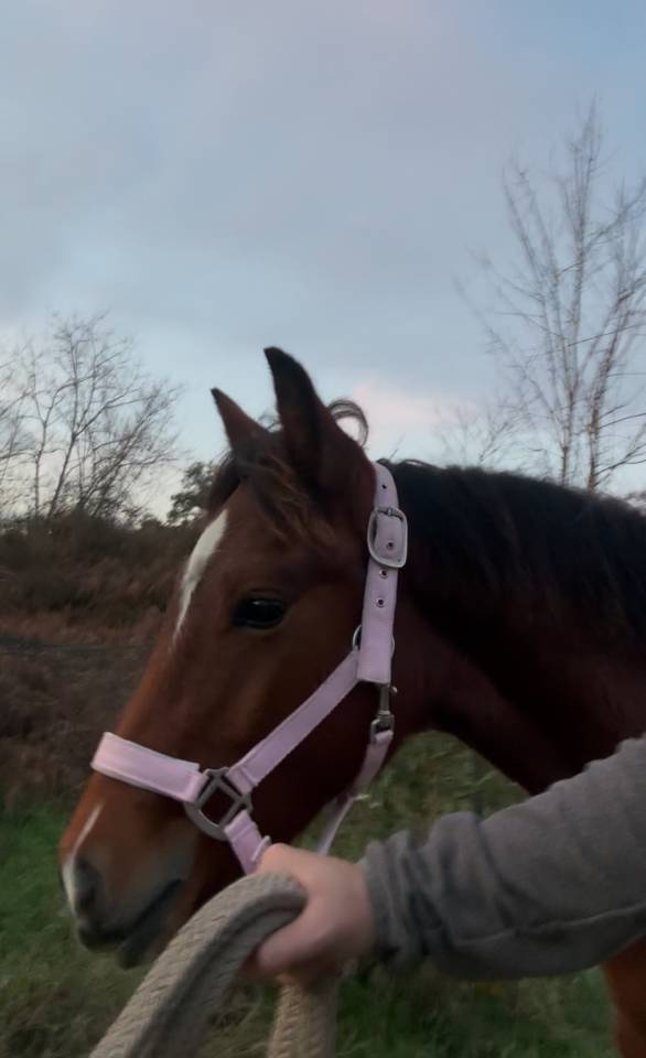 Mare French Saddle Pony For sale 2025 Bay