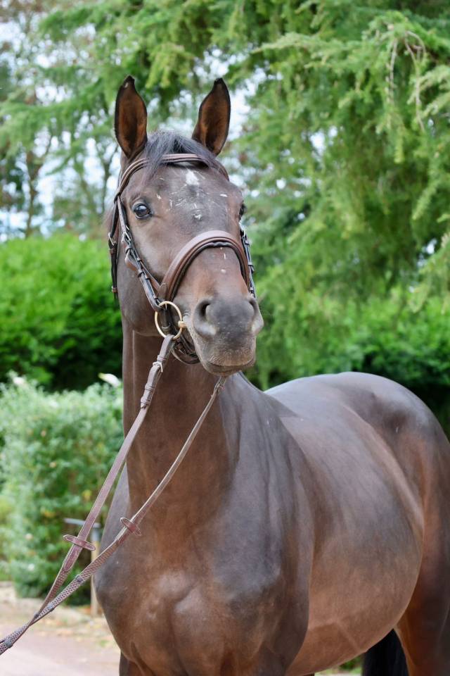 Entire Holsteiner For sale 2020 Bay