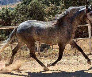 Entire PRE Pure Spanish Bred For sale 2019 Grey