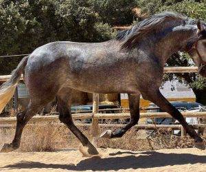 Entire PRE Pure Spanish Bred For sale 2019 Grey