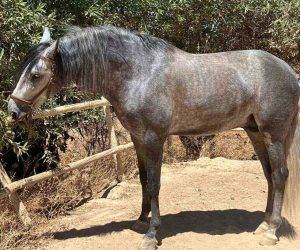 Entire PRE Pure Spanish Bred For sale 2019 Grey