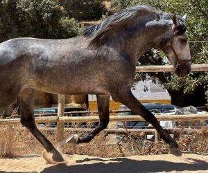 Entire PRE Pure Spanish Bred For sale 2019 Grey