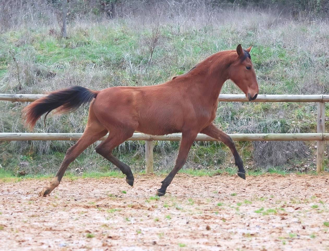 Colt PRE Pure Spanish Bred For sale 2024 Bay