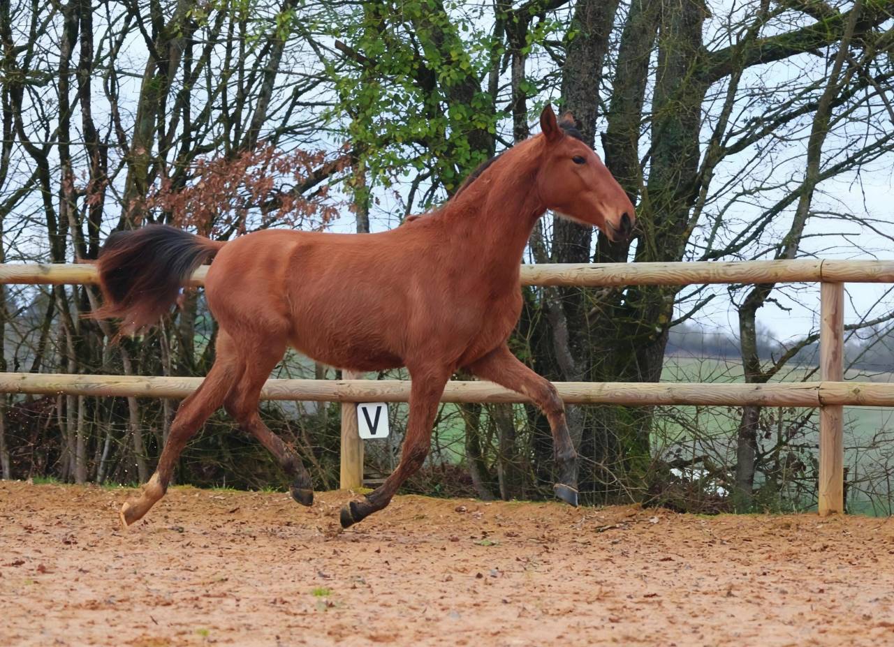 Colt PRE Pure Spanish Bred For sale 2024 Bay