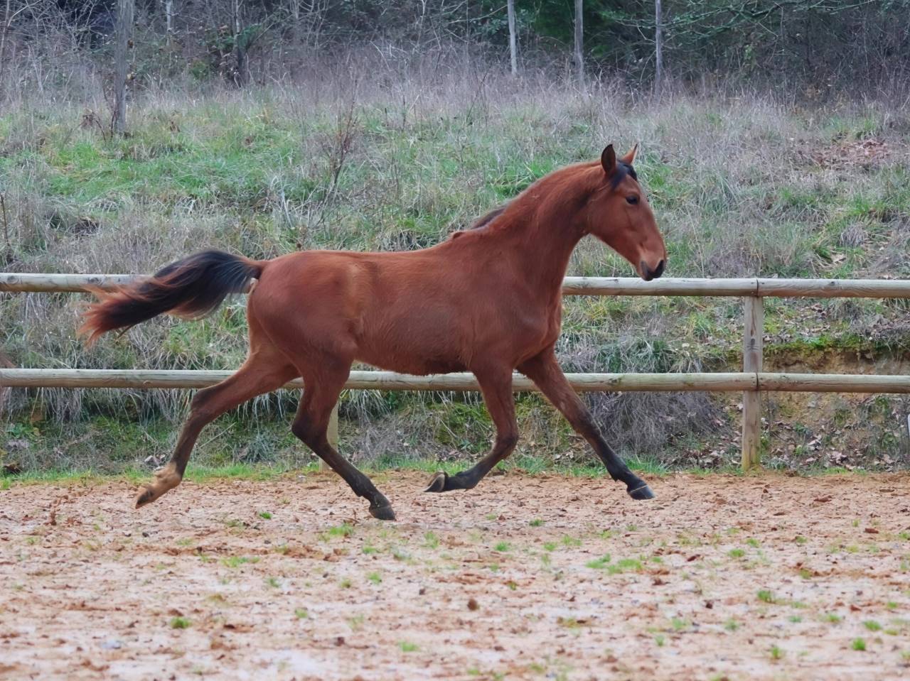 Colt PRE Pure Spanish Bred For sale 2024 Bay