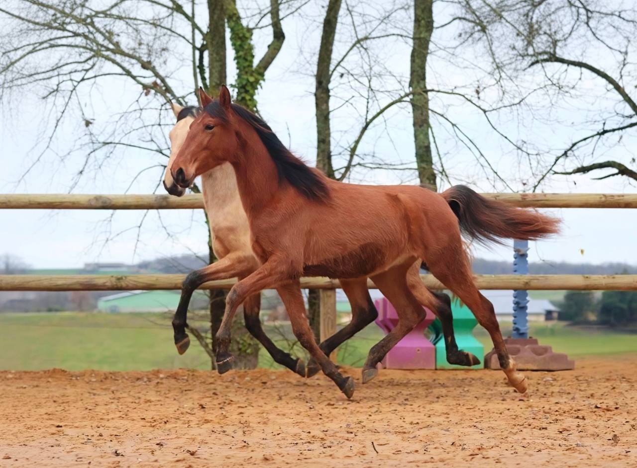 Colt PRE Pure Spanish Bred For sale 2024 Bay
