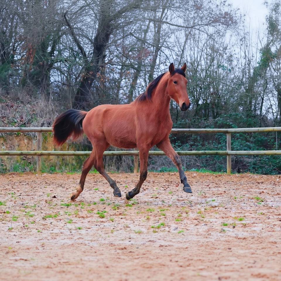 Colt PRE Pure Spanish Bred For sale 2024 Bay