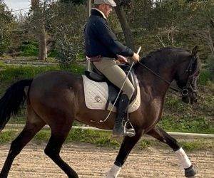Gelding PRE Pure Spanish Bred For sale 2020 Black