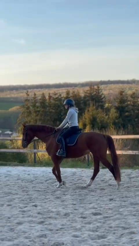 Mare Oldenburg For sale 2020 Chesnut