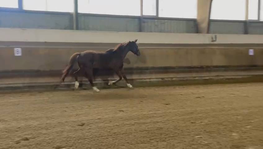 Mare Oldenburg For sale 2020 Chesnut