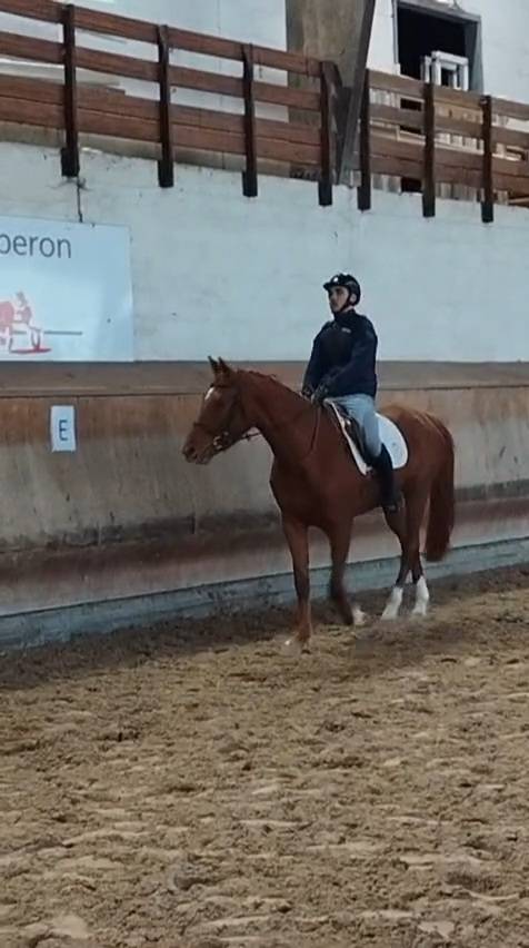Mare Oldenburg For sale 2020 Chesnut