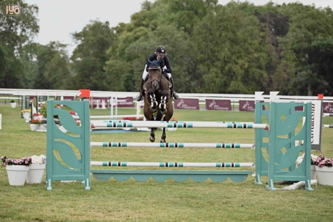 Mare Selle Fran&ccedil;ais For sale 2017 Bay