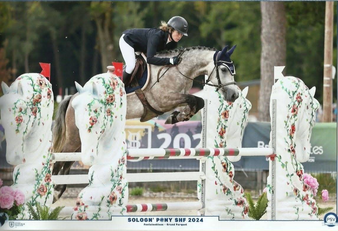 Mare Connemara For sale 2019 Grey