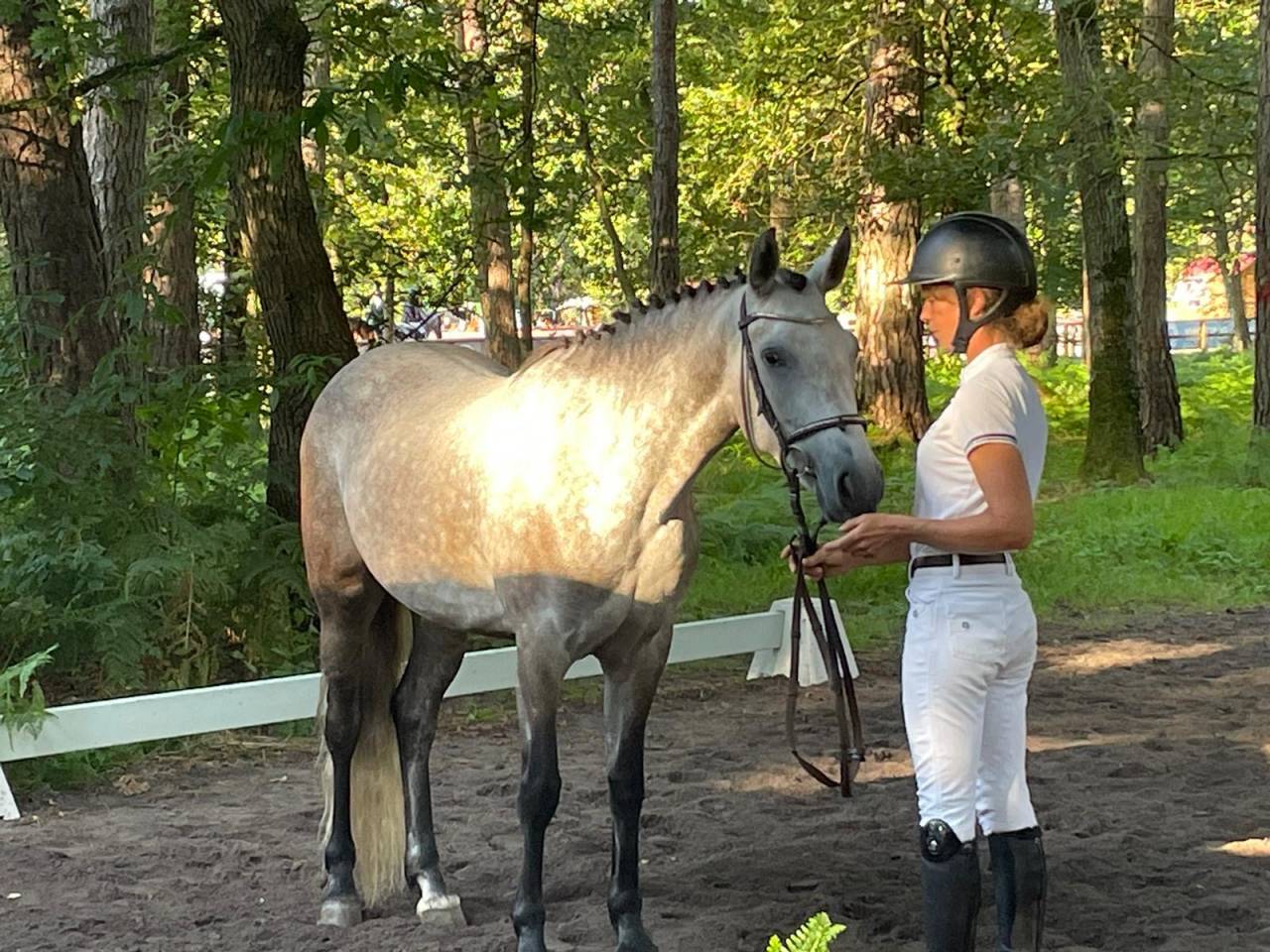 Mare Connemara For sale 2019 Grey