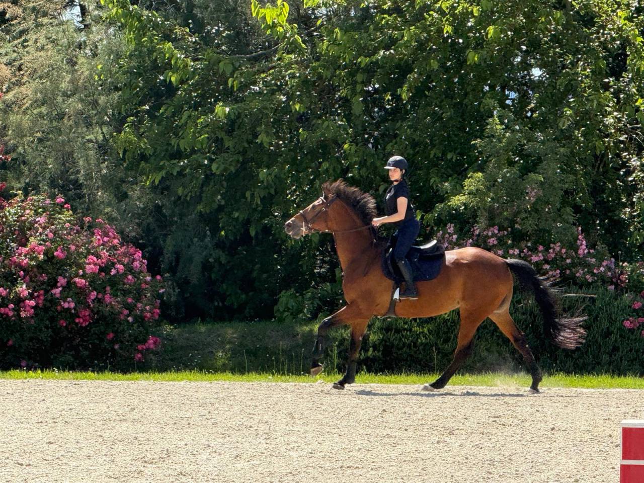 Mare BWP Belgian Warmblood For sale 2014 Bay