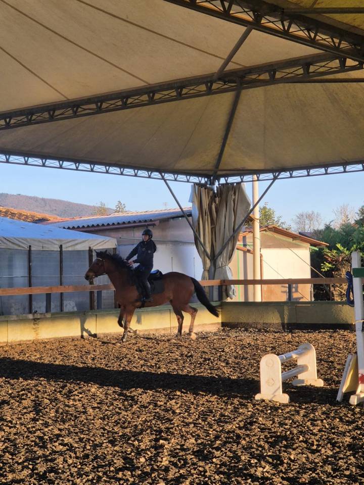 Mare BWP Belgian Warmblood For sale 2014 Bay