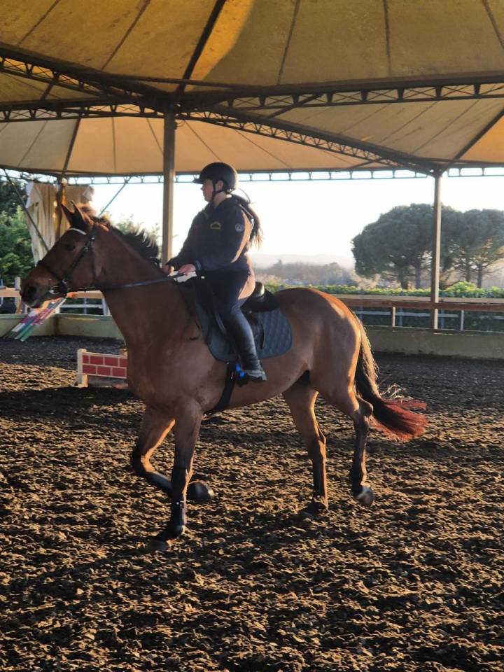 Mare BWP Belgian Warmblood For sale 2014 Bay