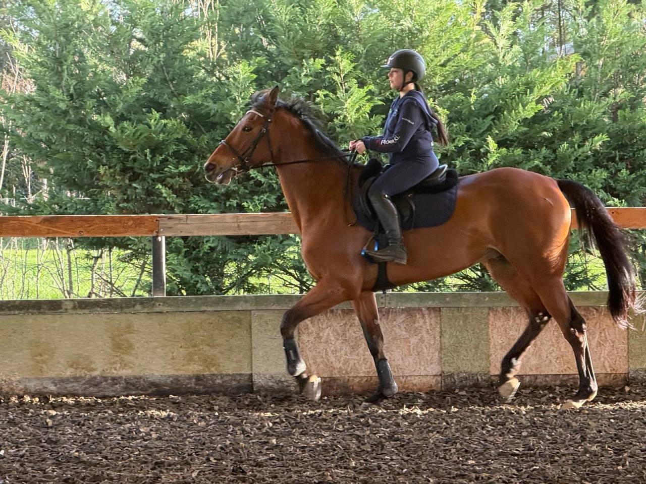 Mare BWP Belgian Warmblood For sale 2014 Bay
