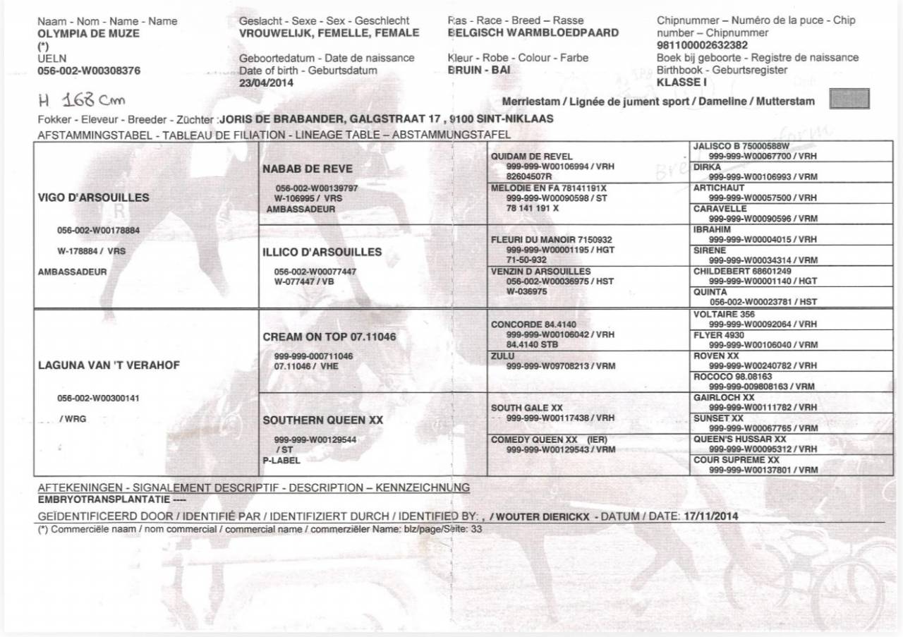 Mare BWP Belgian Warmblood For sale 2014 Bay