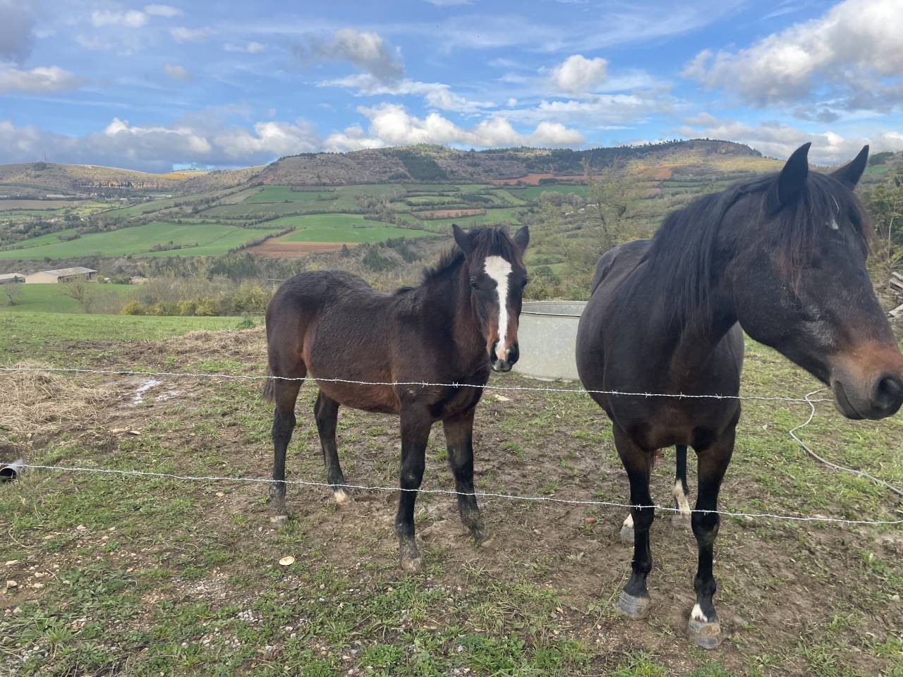 Broodmare Connemara For sale 2019 Bay